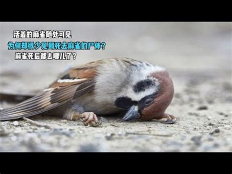 麻雀死掉怎麼辦|麻雀